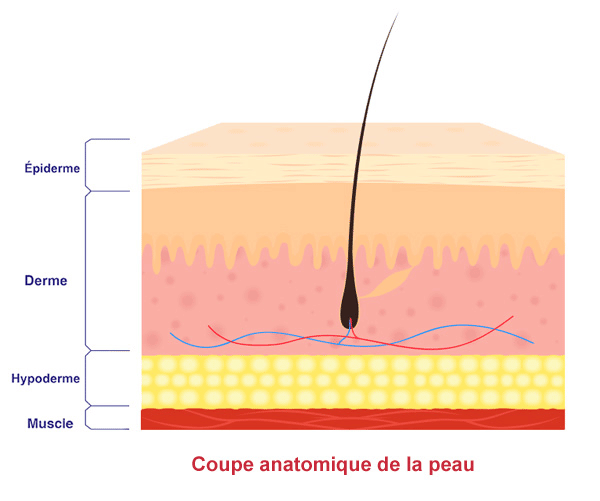 coupe anatomique de la peau