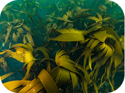 Image-arrondie-algues-marines
