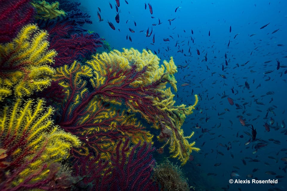 Explorer l’Océan… un voyage au plus profond de notre Planète Bleue